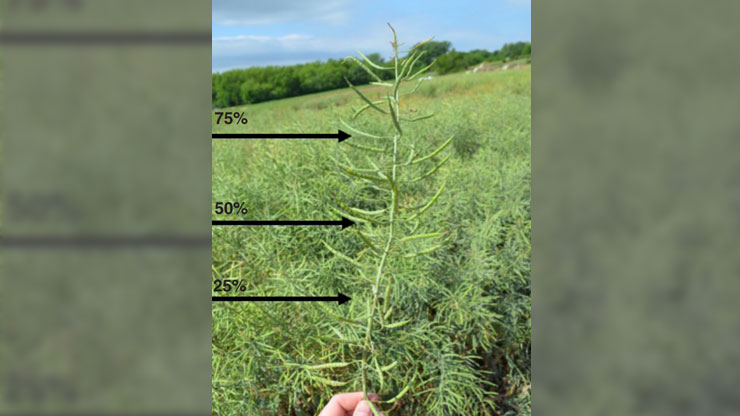 Determining Winter Canola Maturity for Harvest